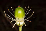 Largeleaf grass of Parnassus